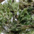 3姫の母's cooksnap of when they made 山菜コシアブラの天ぷら.