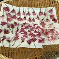 豆とオリーブ's cooksnap of when they made 桜の花の塩漬け☆5.
