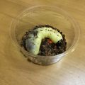 だいず♪'s cooksnap of when they made 和菓子細工☆カブトムシの幼虫.