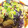 わわわわーい's cooksnap of when they made 冷凍の揚げナスで！揚げ浸しさっぱり中華風.