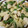 クック7FNN0F☆'s cooksnap of when they made 新筍とコゴミと鶏もも肉の旨煮.