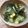 ねこはがき's cooksnap of when they made わかめとコーンの酢の物.