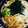 kisr1010's cooksnap of when they made ☆簡単すぎる♪豚ばらネギの白だしうどん☆.