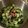 Tiny♡'s cooksnap of when they made きゅうりとわかめの酢の物.