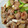 クック6DDPP8☆'s cooksnap of when they made 定番おかずの決定版♪鶏もも肉のねぎま.