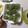 よちりん's cooksnap of when they made お茶の葉の天ぷら.
