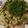 クックZCV6BF☆'s cooksnap of when they made 長芋とろろの冷しゃぶとろろ.