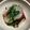 totto1004's cooksnap of when they made ラディッシュの茎と葉の酢味噌和えです.