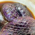 クック18FTSW☆'s cooksnap of when they made レンジで簡単！ナスの煮浸し.