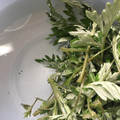 チャコりんりん's cooksnap of when they made ヨモギのアク抜き♡下処理♡見分け方.