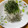 ナップ99's cooksnap of when they made ちりめんじゃこのシソおろしのせ.