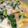 Kumaorange's cooksnap of when they made 鮭とほうれん草のミルクスープ.
