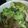 凪なぎ's cooksnap of when they made 舞茸と絹さやとカリフラワーの焼きサラダ.
