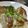 ぷーとんR's cooksnap of when they made 焼き加減が絶妙、たっぷりニラの手作り餃子.