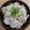 ちーゆづアーちゃん☆'s cooksnap of when they made ✿すぐに出来ちゃぅ♬ツナれんこん✿.