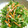 yukanosuke's cooksnap of when they made 超簡単☆豆苗とツナの和え物.