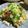 ＊＊もっさん＊＊'s cooksnap of when they made レモン香る♪牛肉とクレソンのお寿司.