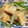 クックM6DK2O☆'s cooksnap of when they made 厚揚げと玉ねぎピーマンの梅炒め.