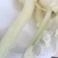 あかぷり's cooksnap of when they made ノビルの天ぷら.
