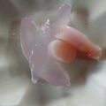 ﾟ｡さくら｡ﾟ's cooksnap of when they made Ken房の簡単☆可愛い桜色のアロエ酒肴♪.