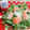 みっくママ's cooksnap of when they made スモークサーモンと大根のサラダ.
