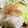 ♬あじさいのレシピ♬'s cooksnap of when they made 新玉ねぎとレタスの塩だれサラダ.