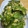 サリィ's cooksnap of when they made 簡単☆さやえんどう（絹さや）の卵とじ.