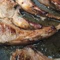 fujikoママ☆'s cooksnap of when they made ラムラックのオーブン焼き.