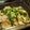 conta0602's cooksnap of when they made ✿鶏肉の大根おろし煮✿.