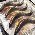 みったんく's cooksnap of when they made 「基本」鮎の塩焼き(見映えよく).