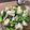 keru519's cooksnap of when they made 炊飯器で簡単☆鶏のコンフィー.