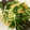ベティ３'s cooksnap of when they made 油揚げと水菜の煮物【柚子胡椒風味】.