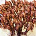 azbjbn's cooksnap of when they made ホタルイカの下処理.