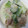 しまじまゆきはき's cooksnap of when they made 中華風鶏肉と青梗菜のクリーム煮.