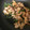 なかしママ's cooksnap of when they made 簡単！豚コマとにんにくの芽の焼肉風炒め♪.