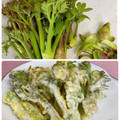 へい♡ゆー♡'s cooksnap of when they made さしぼ&タラの芽&コゴミの下処理と天ぷら.