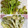 へい♡ゆー♡'s cooksnap of when they made さしぼ&タラの芽&コゴミの下処理と天ぷら.