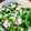 チャリpan's cooksnap of when they made のらぼう菜のツナ和え.