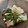 のんびりボーイ☆'s cooksnap of when they made 簡単おいしい！！小松菜と豚肉のとろみ炒め.