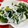 みっくママ's cooksnap of when they made ∲きゅうりとわかめの酢の物∳.