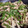 クックGT06PS☆'s cooksnap of when they made ピーマンとエリンギの塩昆布炒め.