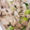 AkA＊cook's cooksnap of when they made 豚肉とネギの塩炒め.