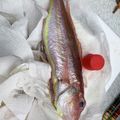 クックH86AFM☆'s cooksnap of when they made 安全！キレイ♪簡単☆魚のウロコ取り☆.
