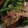あかぷり's cooksnap of when they made のらぼう菜の炒め物.