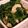 ｶｯﾊﾟ。's cooksnap of when they made ほうれん草と竹輪のわさび醤油和え.
