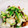 クック9E08UM☆'s cooksnap of when they made 茹で白菜とツナの塩昆布マヨ和え.