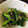 kinniko's cooksnap of when they made ししとうの味噌炒め.