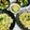 Sakura＊＊＊'s cooksnap of when they made 春キャベツとタコのパスタ.