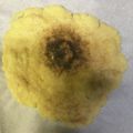 かおtan's cooksnap of when they made レンジで簡単！低糖質おからチーズクッキー.