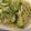 lucida's cooksnap of when they made 緑のパスタ☆ズッキーニ.